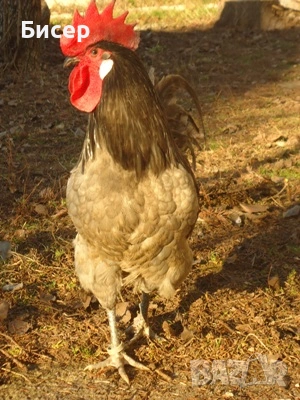 Продавам яйца от Брезе, снимка 3 - Кокошки и пуйки - 53818460