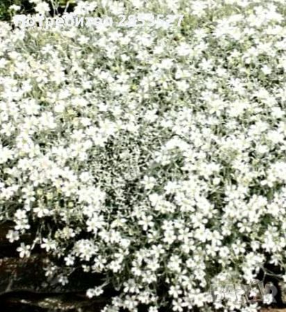 Промо Комплект градински растения, снимка 10 - Градински цветя и растения - 45697275