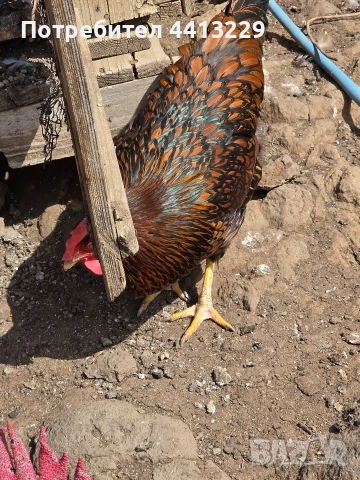 ярки ,кокошки, снимка 2 - Кокошки и пуйки - 52887566