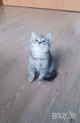 Британска и шотландска късокосместа , снимка 2 - Британска късокосместа - 54232697