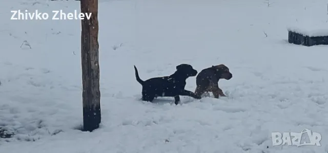 две мъжки кане корсо / Cane corso, снимка 2 - Кане корсо - 48169943