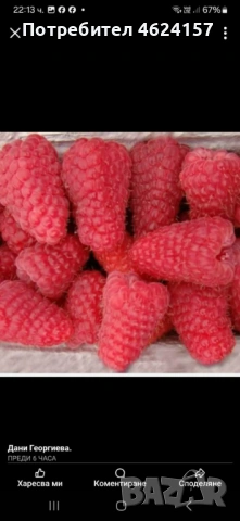 Продавам разсад ягоди и малини , снимка 3 - Сортови семена и луковици - 54151689