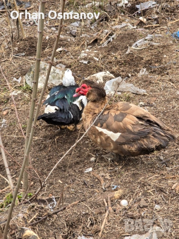 Неми патици , снимка 2 - Патици и гъски - 54054463