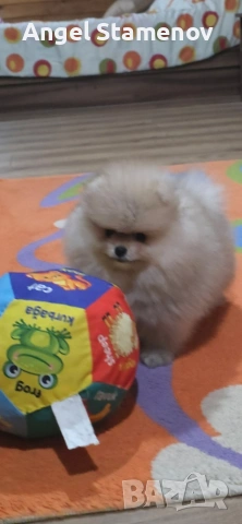 Померан,мини момиченца с родословие!, снимка 9 - Померан - 53208764