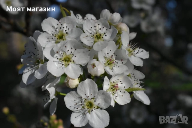 Азиатска круша Наши (Pyrus pyrifolia) , снимка 3 - Градински цветя и растения - 53626823