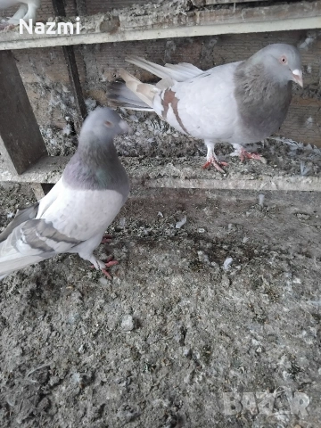 продавам гълъби , снимка 6 - Гълъби - 53939048