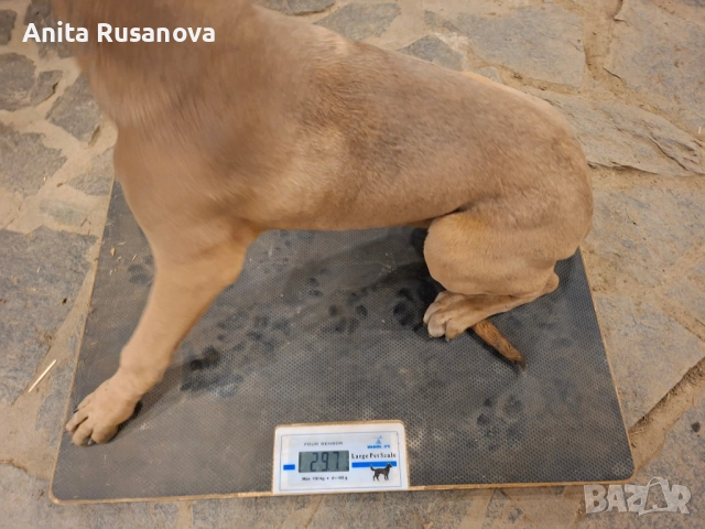 Кане Корсо, снимка 4 - Кане корсо - 52877945