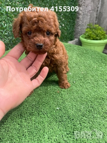 Мини Пудел, снимка 2 - Пудели - 51066626