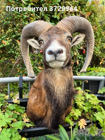 Трофеи от муфлони, снимка 11 - Други - 50464152