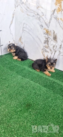 Йоркширски териер , снимка 2 - Йоркширски териер - 48370769