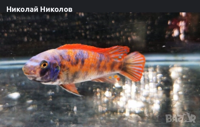 Африкански Цихлиди Малави, снимка 11 - Рибки - 51768254