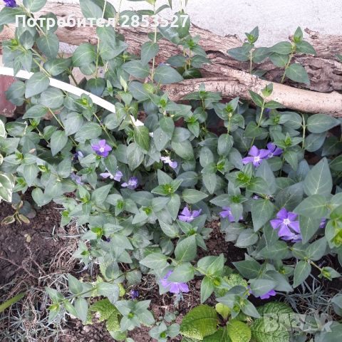Винка Минор, снимка 1 - Градински цветя и растения - 45303838