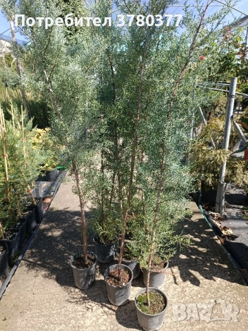 Аризонски Кипарис височина около 170-180 см, снимка 2 - Градински цветя и растения - 51805731
