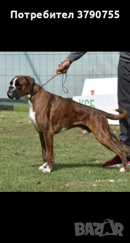 Боксер , снимка 16 - Боксер - 53012002