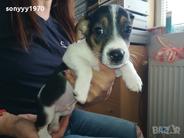 МЪЖКАР-ДЖАК РЪСЕЛ-ПОСЛЕДНА БРОЙКА!!! 2909251715, снимка 3 - Джак ръсел териер - 51880586