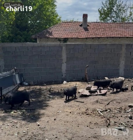 Виетнамски прасета, снимка 7 - Прасета - 52557800