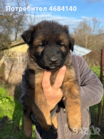 Немска овчарка с дълъг косъм с родословие , снимка 2 - Немска овчарка - 52807212