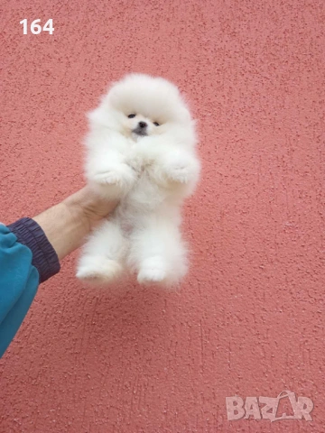 Бели мини Померани. Реални снимки ! , снимка 4 - Померан - 54159948