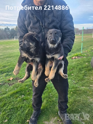 Немска овчарка работен тип, снимка 18 - Немска овчарка - 52970117