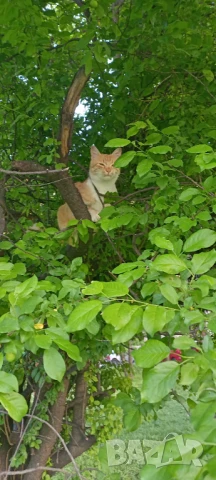 Студенти Търсят Хамалска Работа В София , снимка 1