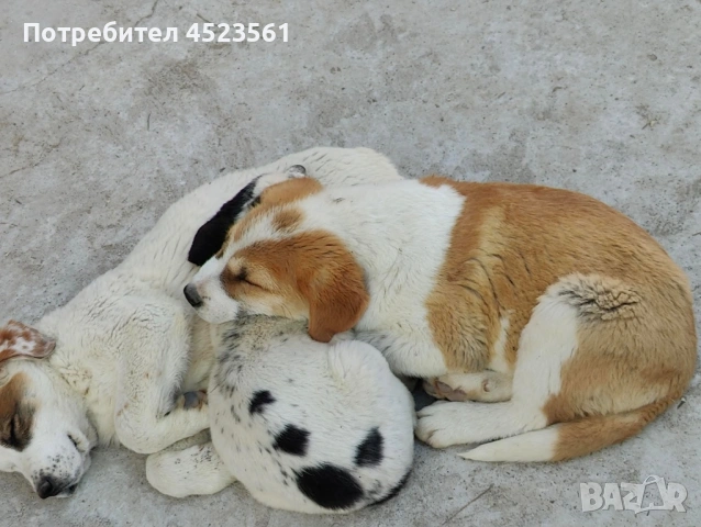 Сао-Алабай, снимка 3 - Алабай - 53669095