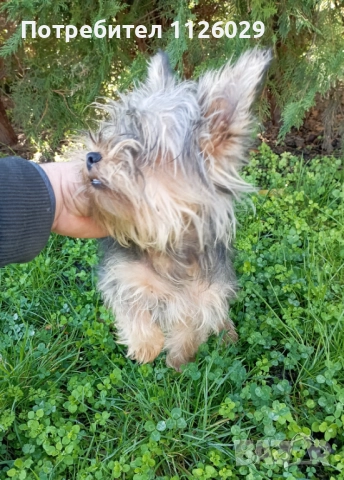 Продават се мъжки и женски йоркита , снимка 5 - Йоркширски териер - 52965005