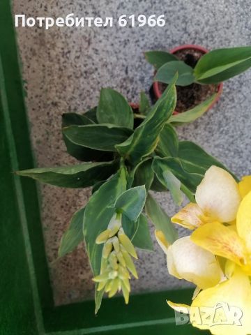 Кана в жълто, Красиви Холандско и българско индришета. , снимка 7 - Стайни растения - 37294670