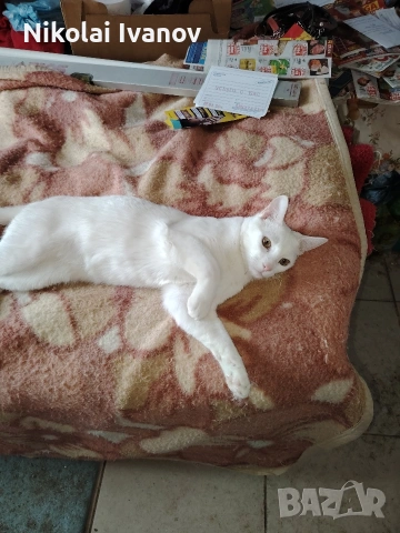 Бяло мъжко коте на 9 месеца , снимка 9 - Други - 53939691