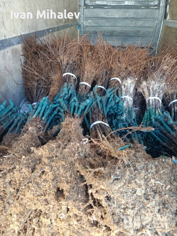 лозов посадъчен материал и овощен , снимка 4 - Градински цветя и растения - 53029256