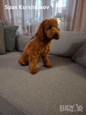 Продавам мажки пудел, снимка 5 - Пудели - 54167354