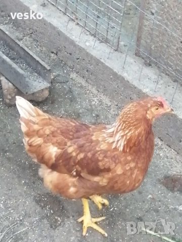 Кокошки носачки и петли на пет месеца,някой от кокошките вече снасят., снимка 1
