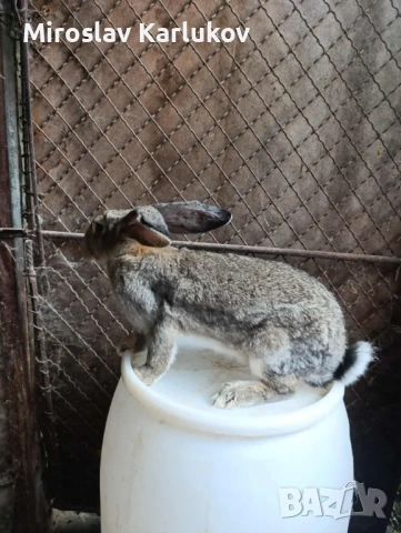 Заешко в буркани , снимка 5 - Други - 53075382