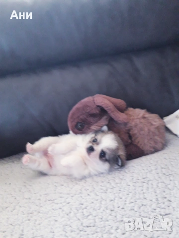 ШЕПИЧКА ЛЮБОВ, снимка 4 - Померан - 54100261