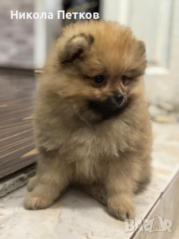 Померан , снимка 3 - Померан - 52619294