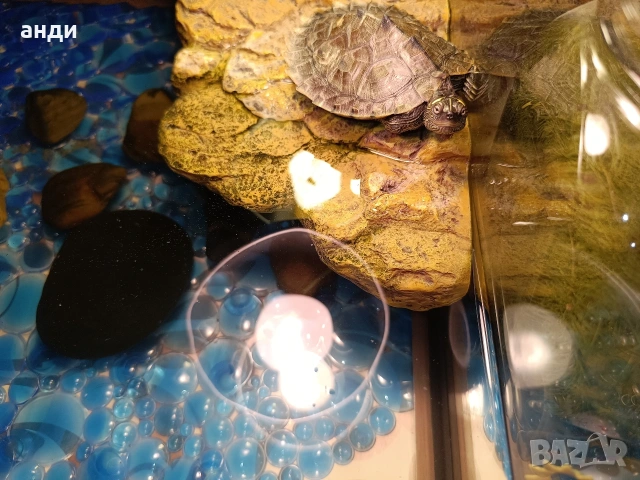 географска костенурка с терариум , снимка 5 - Костенурки - 54231798