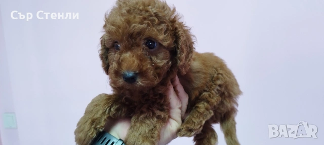 ТОЙ ПУДЕЛ 5 момчета, снимка 12 - Пудели - 53799744