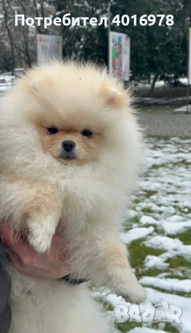 Померан Момче с Родословие 