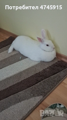Подарявам декоративно зайче , снимка 10 - Декоративни зайчета - 53586707