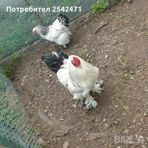 Яйца от Колумбийска брама, снимка 6 - Кокошки и пуйки - 53799620