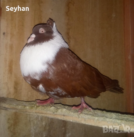Чирпански мъжки , снимка 2 - Гълъби - 52991707