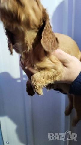 Продавам кокер шпаньоли, снимка 11 - Кокер шпаньол - 53789078