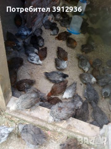 Найхубави пилета от Катунски кокошки.  От Кърджали, снимка 2 - Кокошки и пуйки - 45778634
