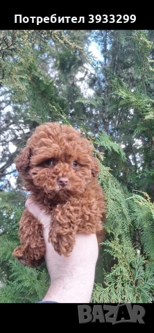 той пудел пуделче момче, снимка 2 - Пудели - 53531999