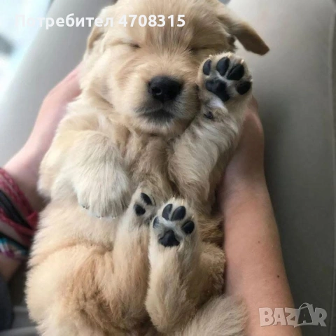 Голдън ретривър момче родословен баща, снимка 5 - Голдън ретривър - 53536782