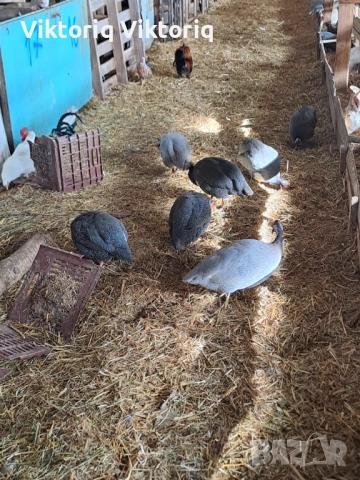 Женски токачки