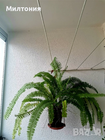 папрат нефролепсис , снимка 3 - Стайни растения - 52718860