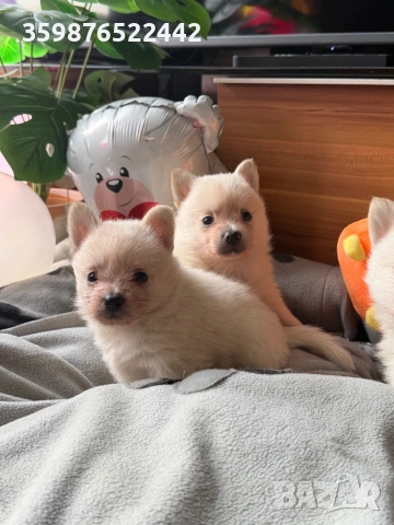 Померанчета 