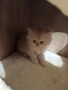 Персийски котенца , снимка 3