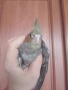 Бебе 3 папагал мъжки корела корели , снимка 5