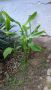 продавам бананови дървета , снимка 1 - Разсади - 45838608